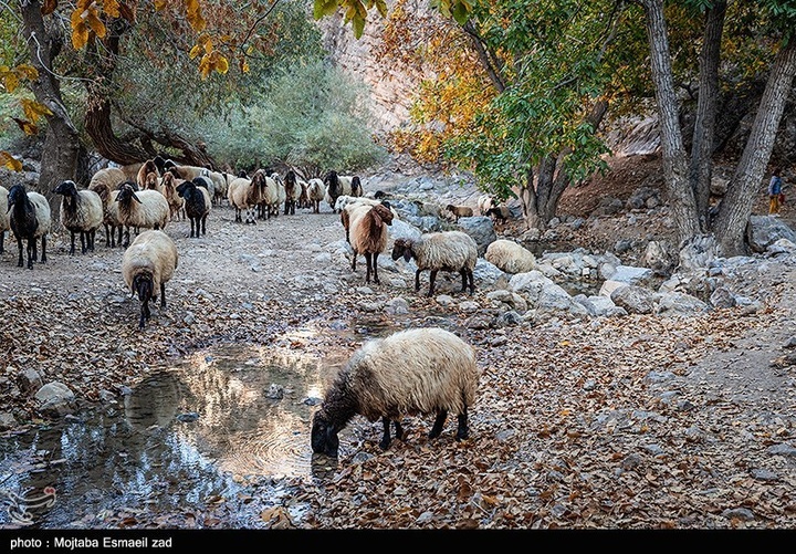 طبیعت پاییزی دره خان ارومیه