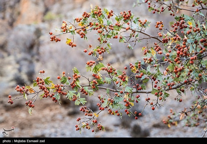 طبیعت پاییزی دره خان ارومیه