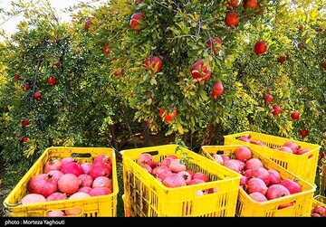 برداشت انار در قلعه تل - خوزستان