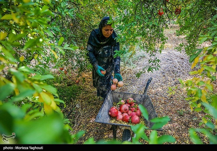 برداشت انار در قلعه تل - خوزستان
