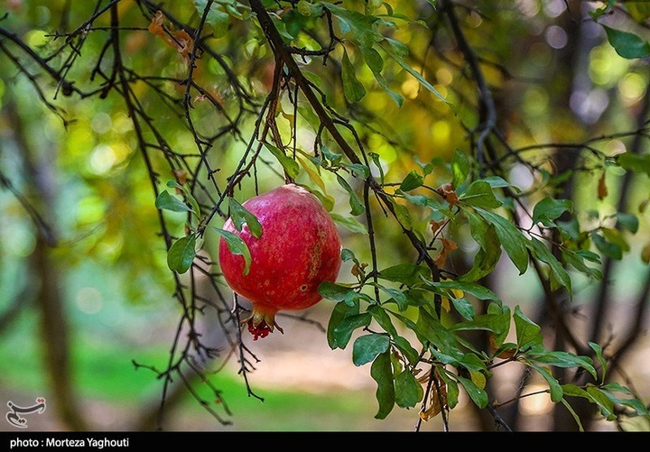 برداشت انار در قلعه تل - خوزستان