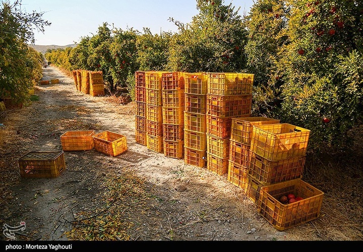 برداشت انار در قلعه تل - خوزستان