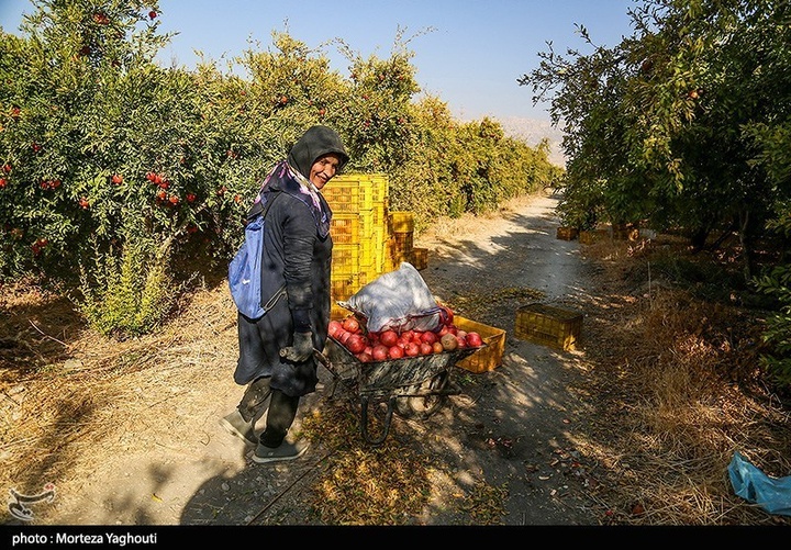 برداشت انار در قلعه تل - خوزستان