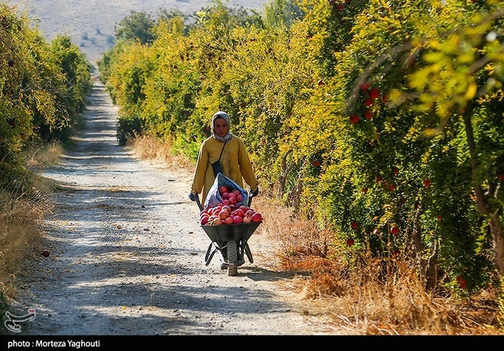 برداشت انار در قلعه تل - خوزستان