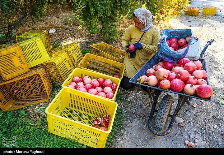 برداشت انار در قلعه تل - خوزستان