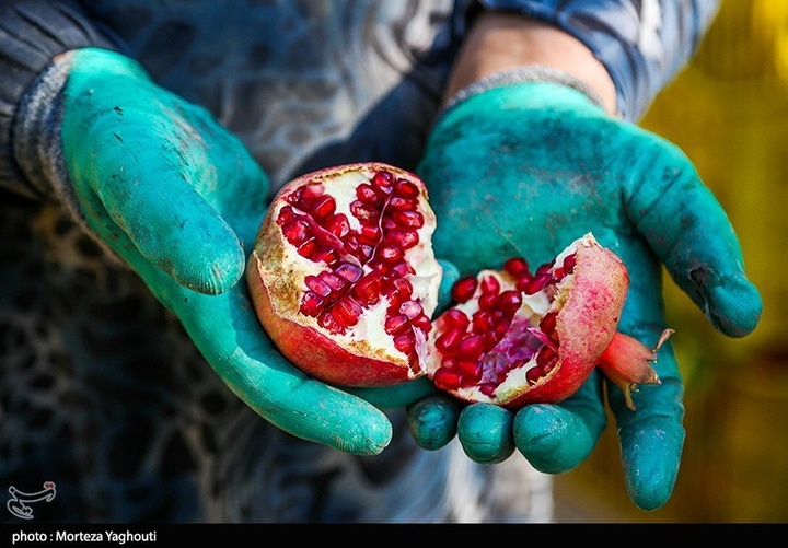 برداشت انار در قلعه تل - خوزستان