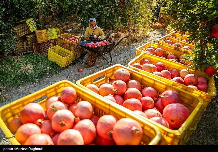 برداشت انار در قلعه تل - خوزستان