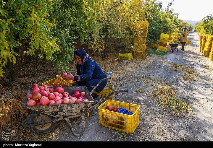 برداشت انار در قلعه تل - خوزستان