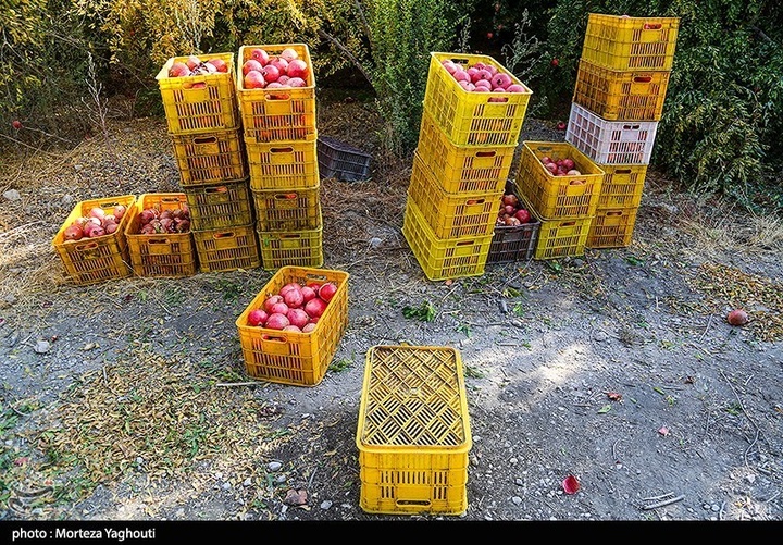 برداشت انار در قلعه تل - خوزستان