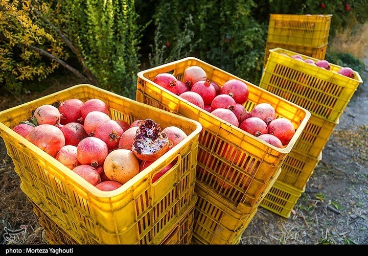 برداشت انار در قلعه تل - خوزستان