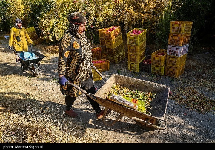 برداشت انار در قلعه تل - خوزستان