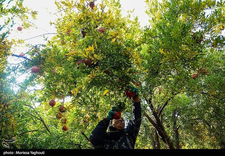 برداشت انار در قلعه تل - خوزستان