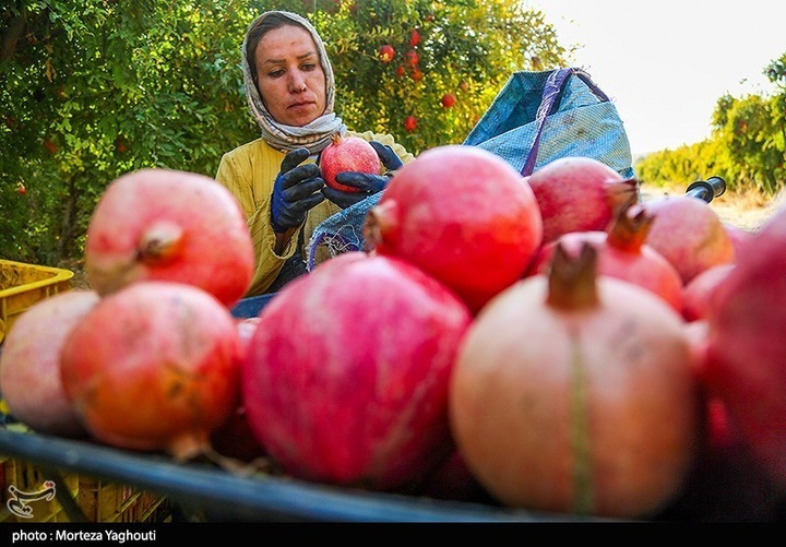 برداشت انار در قلعه تل - خوزستان