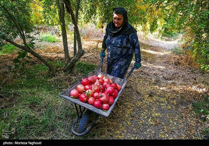 برداشت انار در قلعه تل - خوزستان