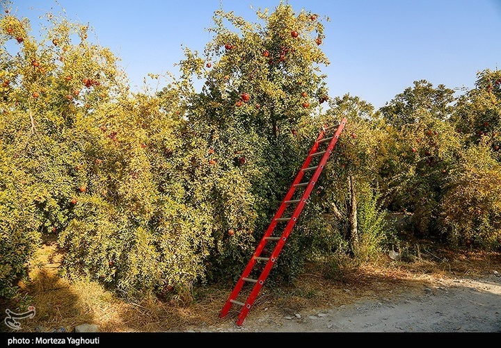 برداشت انار در قلعه تل - خوزستان