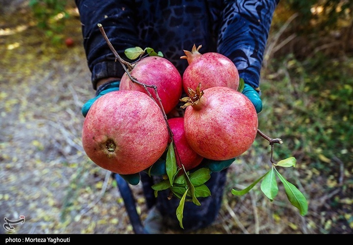 برداشت انار در قلعه تل - خوزستان