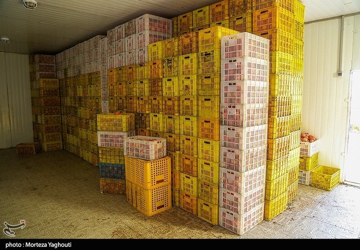 برداشت انار در قلعه تل - خوزستان