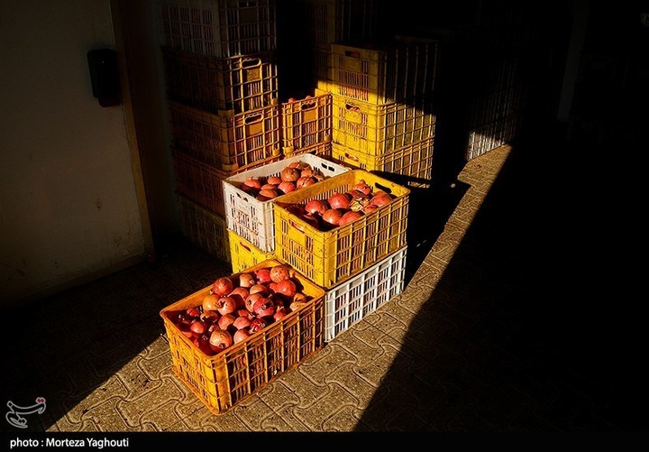 برداشت انار در قلعه تل - خوزستان