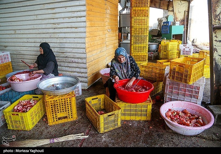 برداشت انار در قلعه تل - خوزستان