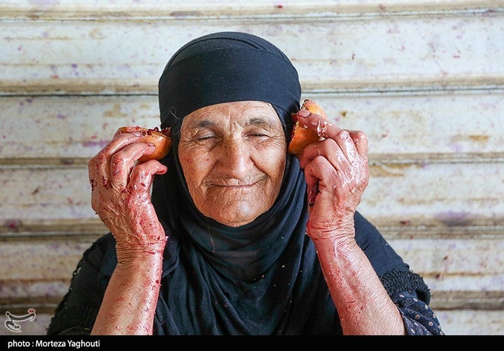 برداشت انار در قلعه تل - خوزستان