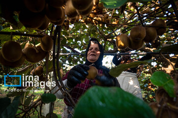 برداشت کیوی روی شانه زنان شمال