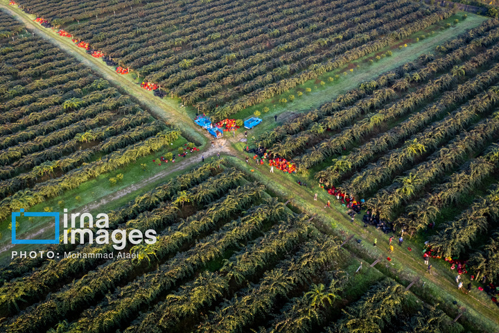 برداشت کیوی روی شانه زنان شمال