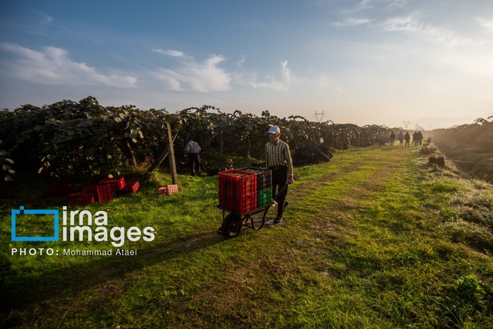 برداشت کیوی روی شانه زنان شمال
