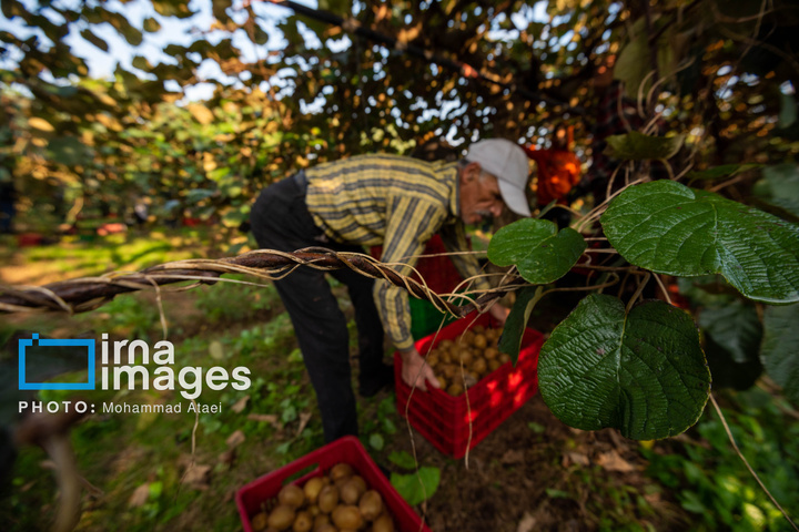 برداشت کیوی روی شانه زنان شمال