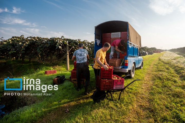 برداشت کیوی روی شانه زنان شمال