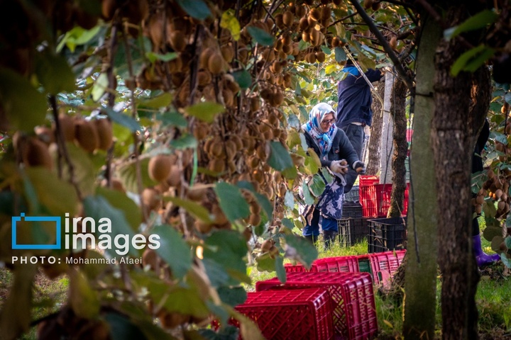 برداشت کیوی روی شانه زنان شمال