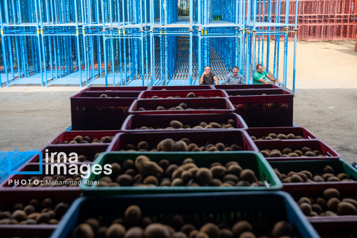 برداشت کیوی روی شانه زنان شمال