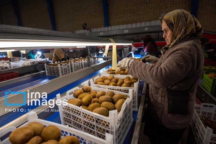 برداشت کیوی روی شانه زنان شمال