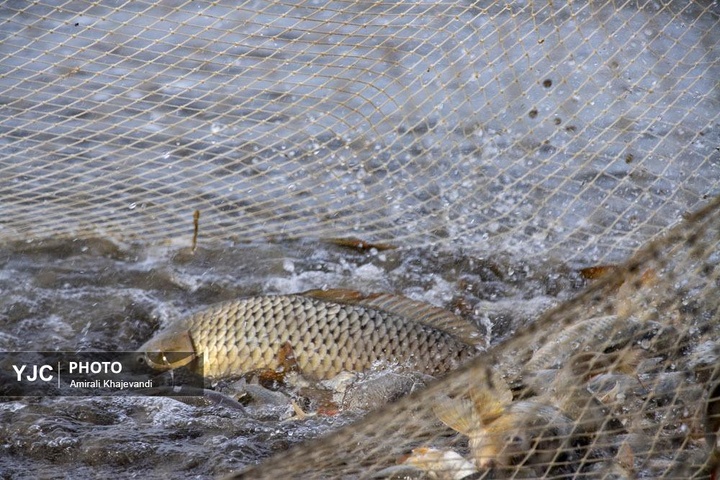صید ماهی در مازندران
