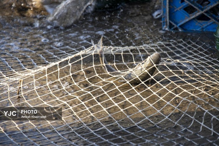 صید ماهی در مازندران