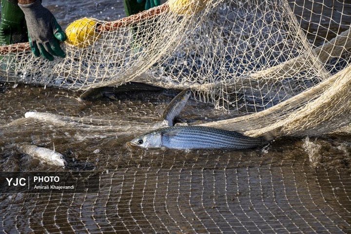 صید ماهی در مازندران