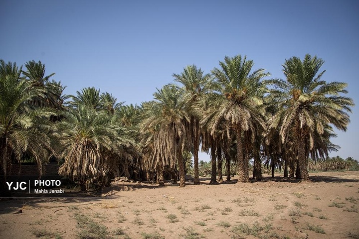 روستای شفیع آباد در استان کرمان روستای برتر سال ۲۰۲۵