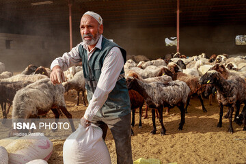 مزرعه دامپروری چپرقویمه - گنبد