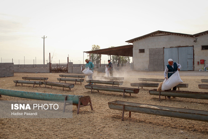مزرعه دامپروری چپرقویمه - گنبد