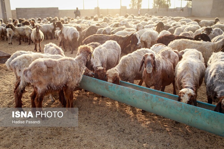 مزرعه دامپروری چپرقویمه - گنبد