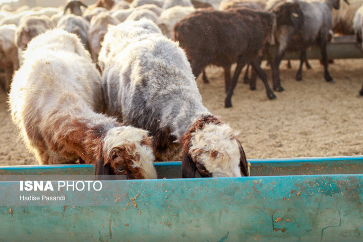 مزرعه دامپروری چپرقویمه - گنبد