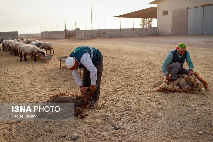 مزرعه دامپروری چپرقویمه - گنبد