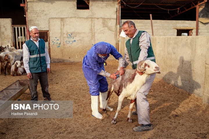 مزرعه دامپروری چپرقویمه - گنبد