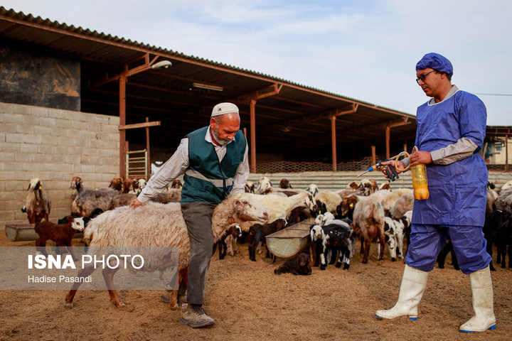 مزرعه دامپروری چپرقویمه - گنبد