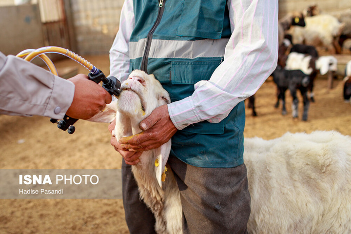 مزرعه دامپروری چپرقویمه - گنبد