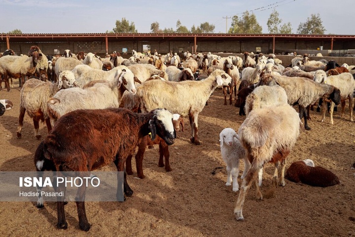 مزرعه دامپروری چپرقویمه - گنبد