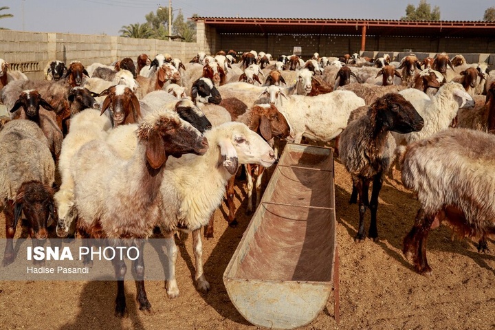 مزرعه دامپروری چپرقویمه - گنبد