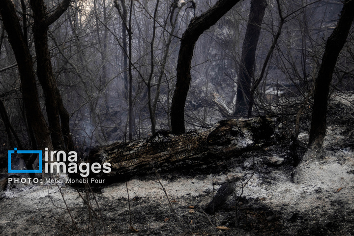 مهار آتش‌سوزی جنگل الیت