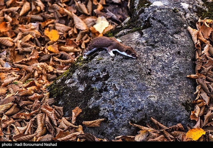 طبیعت پاییزی قره داغ - آذربایجان شرقی