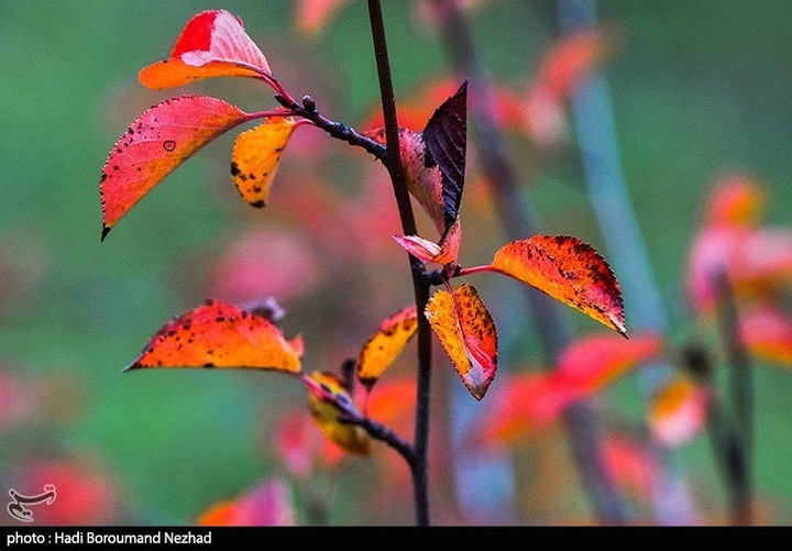 طبیعت پاییزی قره داغ - آذربایجان شرقی