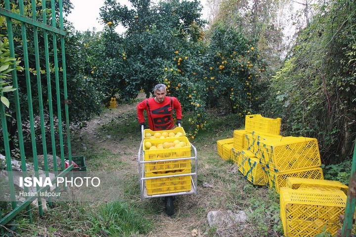 آغاز برداشت مرکبات - سوادکوه